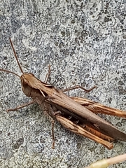 Glyptobothrus