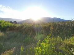 Thelypteris confluens