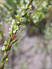 Ochrosperma lineare