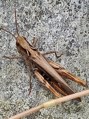 Glyptobothrus