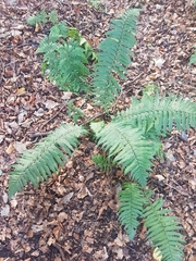 Dryopteris affinis borreri