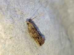 Bactra