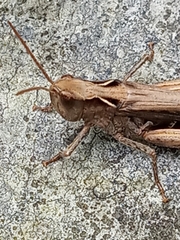 Glyptobothrus