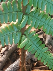 Dryopteris affinis borreri