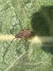 Stictopleurus abutilon