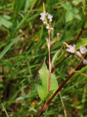 Persicaria japonica