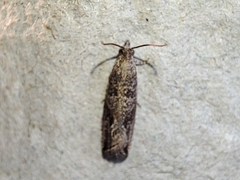 Bactra