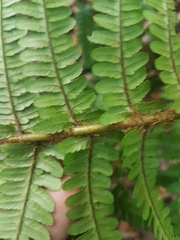 Dryopteris affinis borreri