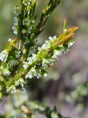 Ochrosperma lineare