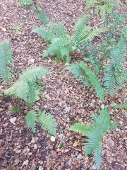 Dryopteris affinis borreri