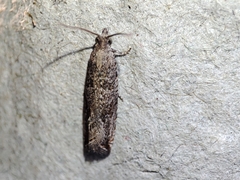 Bactra