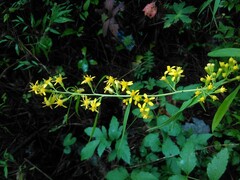 Solidago curtisii