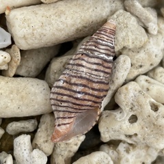 Turrilatirus turritus