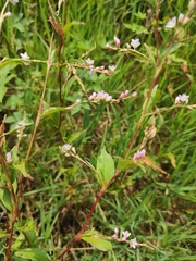 Persicaria japonica