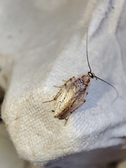 Ectobius pallidus