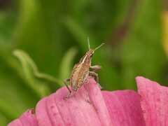 Charagmus gressorius