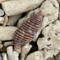 Turrilatirus turritus