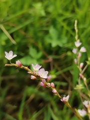 Persicaria japonica