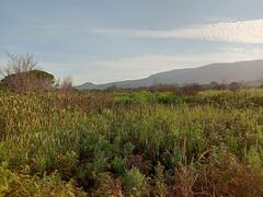 Pteridium aquilinum capense