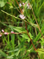 Persicaria japonica