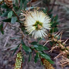 Melaleuca pallida