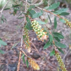 Melaleuca pallida