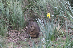 Thylogale billardierii