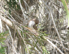 Ramsayornis modestus