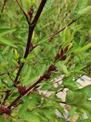Hibiscus sabdariffa