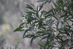 Acacia melanoxylon