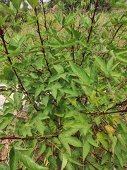 Hibiscus sabdariffa