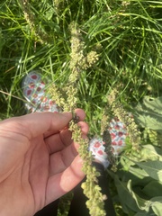 Blitum bonus-henricus