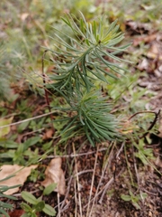 Euphorbia cyparissias