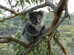 Phascolarctos cinereus victor