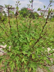 Hibiscus sabdariffa