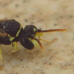 Lambdopsis