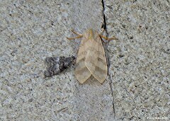 Pococera asperatella