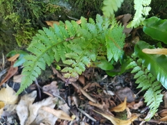 Polystichum aculeatum