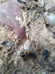 Nicrophorus vespillo