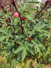 Hibiscus sabdariffa
