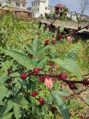 Hibiscus sabdariffa