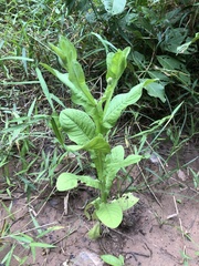 Sphaeranthus africanus
