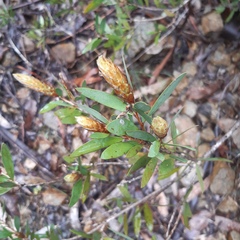 Melaleuca pallida