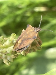 Carpocoris fuscispinus