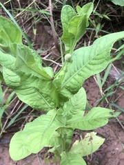 Sphaeranthus africanus