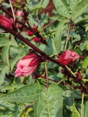 Hibiscus sabdariffa