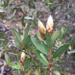 Melaleuca pallida