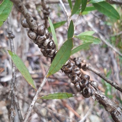 Melaleuca pallida