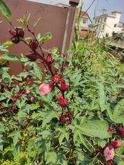 Hibiscus sabdariffa