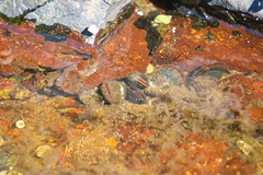Mytilidae